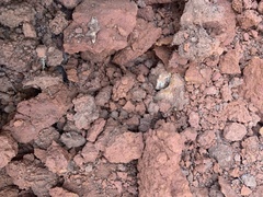 Camponotus sansabeanus