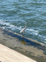 Ardea herodias