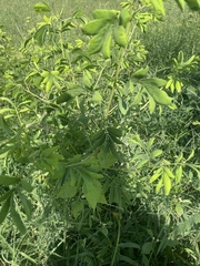 Chamaecytisus prolifer