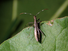 Micrelytra fossularum