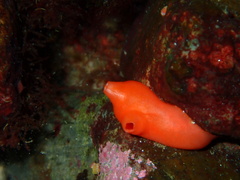 Cnemidocarpa finmarkiensis