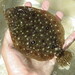 Ocellated Flounder - Photo (c) Squidpastry, some rights reserved (CC BY-NC), uploaded by Squidpastry