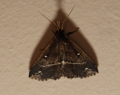 Adrapsa ablualis