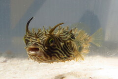 Chilomycterus schoepfii