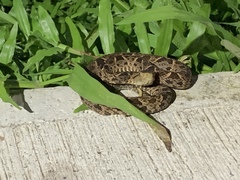 Bothrops asper