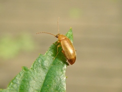 Isomira