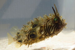 Chilomycterus schoepfii