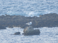 Ichthyaetus audouinii