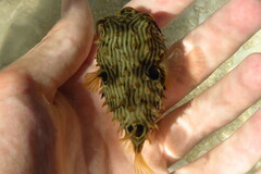 Chilomycterus schoepfii