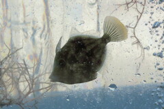 Stephanolepis hispida