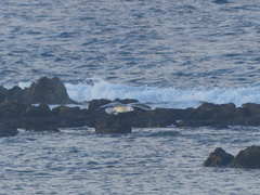 Ichthyaetus audouinii