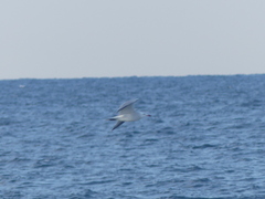 Ichthyaetus audouinii