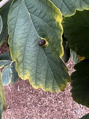 Hormaphis hamamelidis