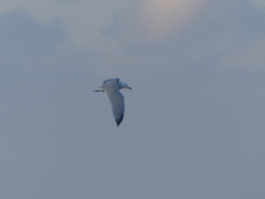 Ichthyaetus audouinii