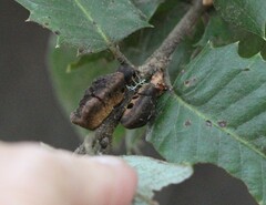 Disholandricus chrysolepidis