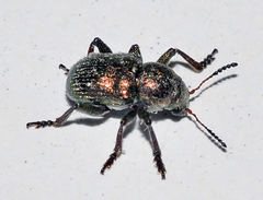 Macrocoma cylindrica