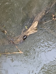 Rhinoclemmys funerea