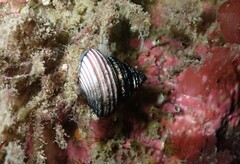 Calliostoma ligatum