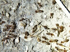 Tenuirostritermes
