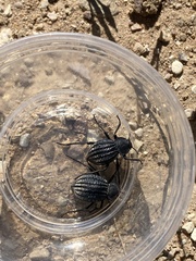 Philolithus sordidus