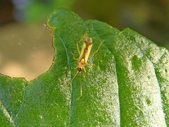 Campyloneura virgula