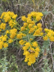Solidago rigida