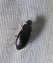 Notiobia terminata
