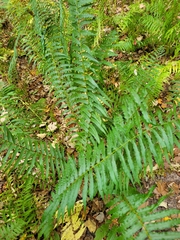 Homalosorus pycnocarpos