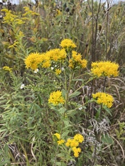 Solidago rigida