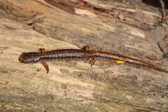 Hemidactylium scutatum