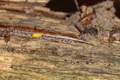 Hemidactylium scutatum