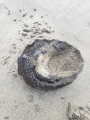 Megastraea undosa