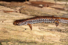 Hemidactylium scutatum