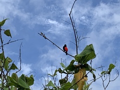 Ramphocelus passerinii