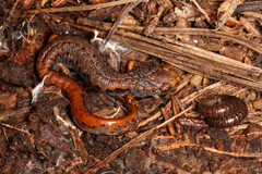 Hemidactylium scutatum