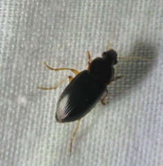 Notiobia terminata