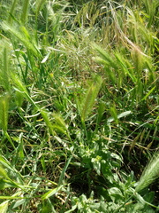 Hordeum
