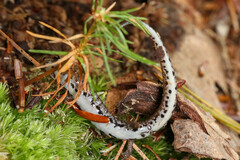 Hemidactylium scutatum