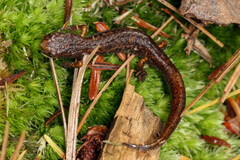 Hemidactylium scutatum