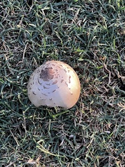 Chlorophyllum molybdites image