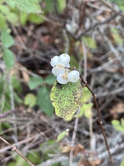 Symphoricarpos