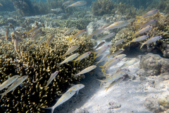 Mulloidichthys vanicolensis