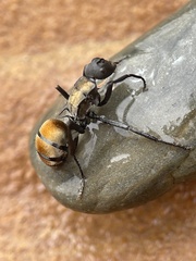 Polyrhachis ammon