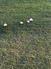 Chlorophyllum molybdites image