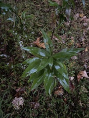 Physostegia virginiana