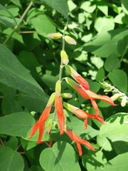 Salvia gesneriiflora