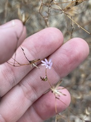 Lessingia micradenia