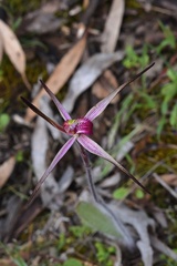 Caladenia versicolor