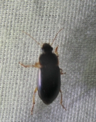 Notiobia terminata