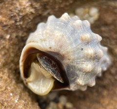 Nodilittorina pyramidalis